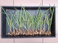 【石在好玩】 Seyrigia Humbertii 葫蘆科塊根-棉花棒