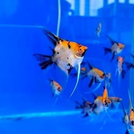 Ikan Manfish Red Devils - Grade A