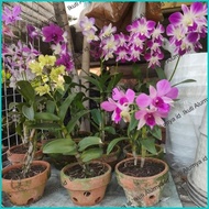 PROMO tanaman bunga anggrek hidup / anggrek dendro / anggrek ungu