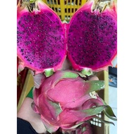 Buah Dragon Fruits / Naga Isi Merah Size Jumbo dari Sepang