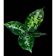 Sindo - Aglaonema Pictum Tricolor Live Plant KAMLPF0T3V