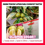 Rina • anak pokok limau bali sunkist batik • fruit sapling malaysia fruits variegated leaves cepat b