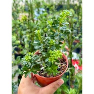 金钻 / 红宝石 / 菊花钻 / 黑珍珠罗汉松(podocarpus black Pearl bonsai)