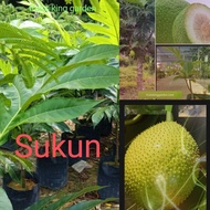 Anak Pokok Sukun Kawin 5.5 Feet Tall (Big Tree Series 1.5 Years Old)