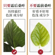 Hanqiaotang Mulberry Leaf Tea Fresh Dried Mulberry Leaf Tea Cream Mulberry Leaf Tea Herbal Tea 120g/