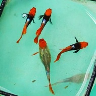 TERMURAH !! 1 Pair indukan guppy toxedo koi