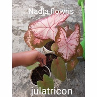 caladium julatricon/ tanaman hias caladium julatricon hibrid Thailand