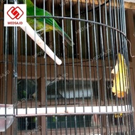 Cucak ijo mini/jomin Jantan