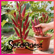 จัดส่งที่รวดเร็ว เมล็ดพันธุ์ กระเจี๊ยบมอญ สีแดง 50 เมล็ด Fresh Red Burgundy Okra Seeds F1 Lady Finge