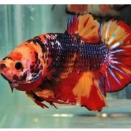 ikan cupang avatar nemo cooper