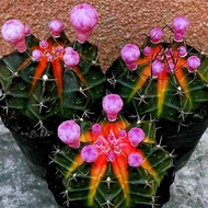 【Free fertilizer]】Cactus plants Selection Succulent Gift Echeveria Flowering profusely  Easy-to-Care