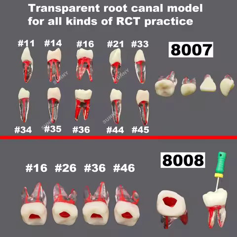 Dental Teeth Teaching Model Dental Root Canal Teeth Study RCT Practice Model Kilgore Nissin Type For