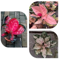 promo paket 3 bonggol aglonema suksom mangkok suksom white suksom pink