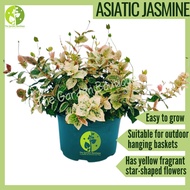 [Local Seller] Asiatic Jasmine Flowering Houseplant Indoor Plant Outdoor Plant Gift | The Garden Boutique - Live Plant