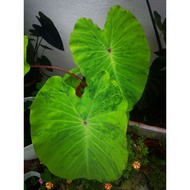 Colocasia Midori Sour Hybrid/pink stem/type of plant that is midori sour mix with lime gecko