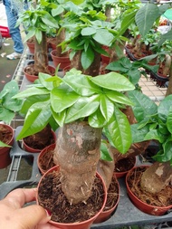 Lucky plant money tree with free pot and fertilizer