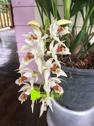anggrek spesies coelogyne asperata