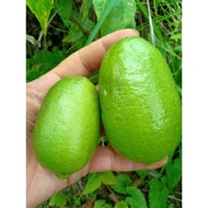 香水柠檬/Pokok lemon telur buaya