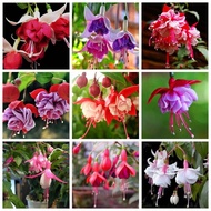 Ready Stock Quick Shipping Upside Down Golden Bell Lantern Flower Seed Hanging Clock Begonia Flower 