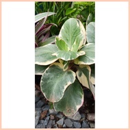 ۞ ☽ ✆ VARIEGATED KALANCHOE