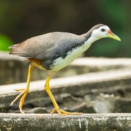 burung ruak ruak ayam ayaman kareo padi hidup sehat aviary