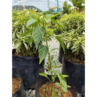 ANAK POKOK CILI PADI KAMPUNG/ CHILLI PLANT