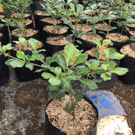 african talisay green