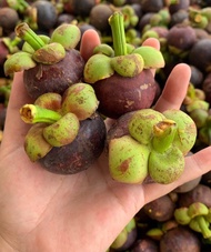 มังคุด มังคุดคัด มัน สวย สด Fresh Mangosteen