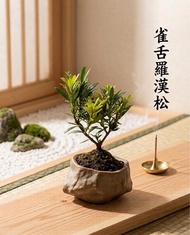 矮化雀舌羅漢松微型盆景