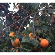 Pokok Pisang Kaki / Persimmon