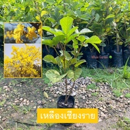 ต้นต้นเหลืองเชียงราย ต้นเหลืองเชียงราย (The Dwarf Golden Trumpet Tree) ดอกสีเหลืองสวย ปลูกประดับ (รับประกัน ส่งใหม่ฟรี หากสินค้าเเสียหาย!!)