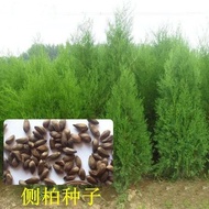 New Cai Side Cypress Seeds Cypress Seeds Sprinkle Golden Cypress Cypress Tartar Cypress Cypress Tart