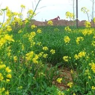 【多西多】黃芥種子 當年新采黃芥子種子 精挑細選優質種子提供種植技術