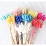 {BEJI} [DRIED FLOWERS] BUNNY TAIL 10 STALK