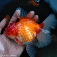 Ikan Mas koki Oranda rosetail ikan hias aquarium Berkualitas