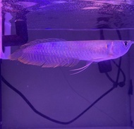 Ikan arwana silver brazil 13 - 19cm