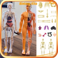 Human Body Anatomy Torso Model Toy Doctor Human Body Organ Human Body Torso Medical Practice Tool / 