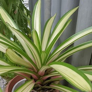 Bromeliad - " Tricolor "