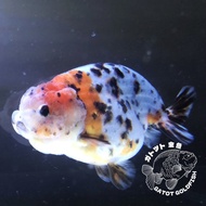 ❌[SOLD] Ikan Mas Koki Ranchu Calico Sapi | 11 cm | Female