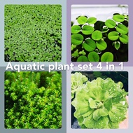 Kiambang , aquatic plant set, floating plant , betta guppy
