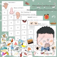 Five Senses and Five Senses Cognitive Play Sensory Teaching Aids Educational Distinguishing Toys Kin