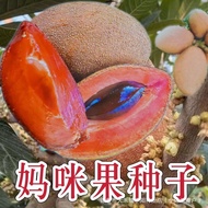 现货热卖超好吃妈咪果种子种加纳妈咪果水果阳台盆栽庭院果南北方种植Super delicious mamey sapote seeds, Ghana mamey sapote water20260912
