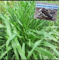 maramais grass seeds for planting (200 seeds)(1kg)