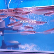 VFC arwana silver red / ikan arowana silver red fish aquascape hoponik