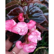 Tanaman Hias Bunga Begonia Mawar Pink tumpuk