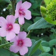 Fresh Peach Blossom Tree (Get Root)