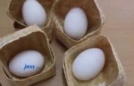 Telur angsa fresh