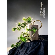 Macrophyllus Podocarpus Bonsai Plant Cascade style 小叶雀舌罗汉松 悬崖试造型