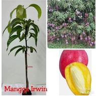 Anak pokok mangga irwin