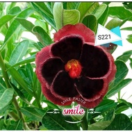 S221 Adenium obesum 2 seeds富贵花种子/沙漠玫瑰种子 bunga kemboja benih flower seeds fresh seed